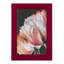 Pastel Parrot Tulips III encadré sur papier-844912992-844912993