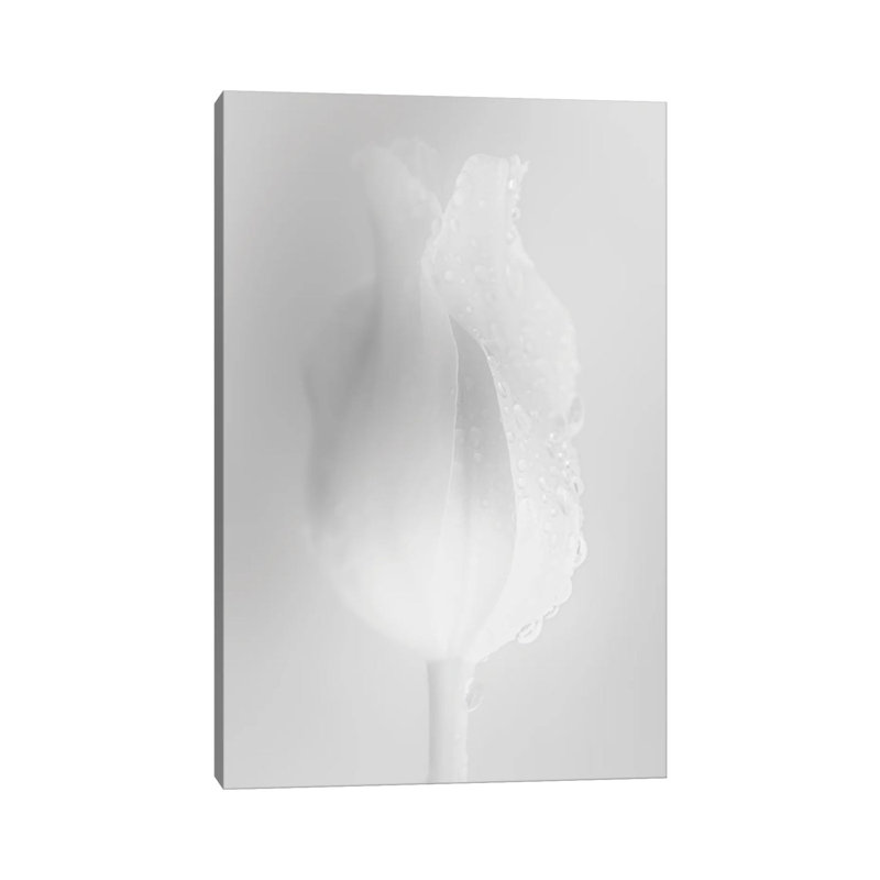 Gently White Tulip by Nik Rave - Wrapped Canvas Gallery-Wrapped Canvas Giclée, 66.04cm H x 45.72cm W