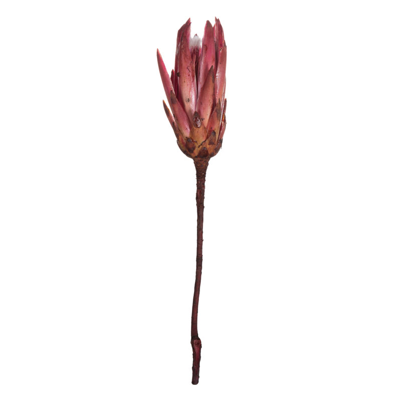 Vickerman 14" Repens on a Natural Stem. Includes 6 Stems per Bunch, Dried, Erika Pink