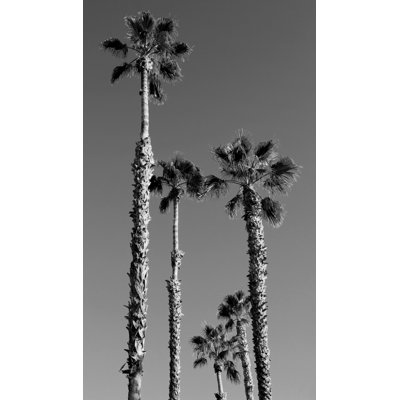 California Palms Print by Christopher Kennedy
