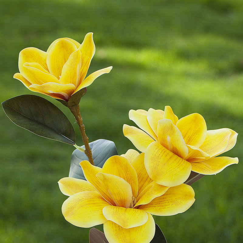 Magnolia dans un vase, Jaune