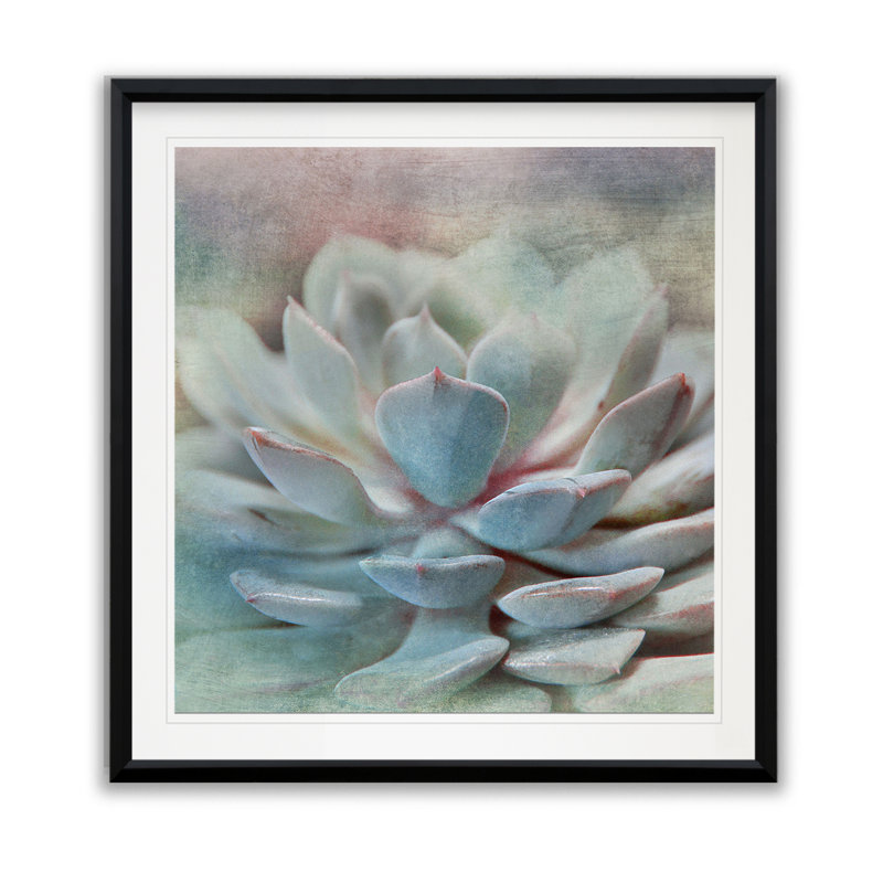 Pastel Succulent I - cadre photo, reproduction de photo sur papier, H 30,5 po x l 30,5 po x P 1,5 po