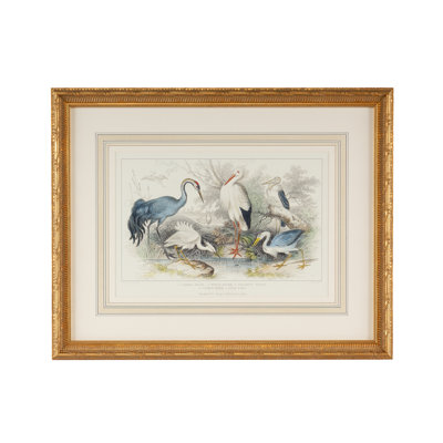 " Herons Egrets & Cranes "