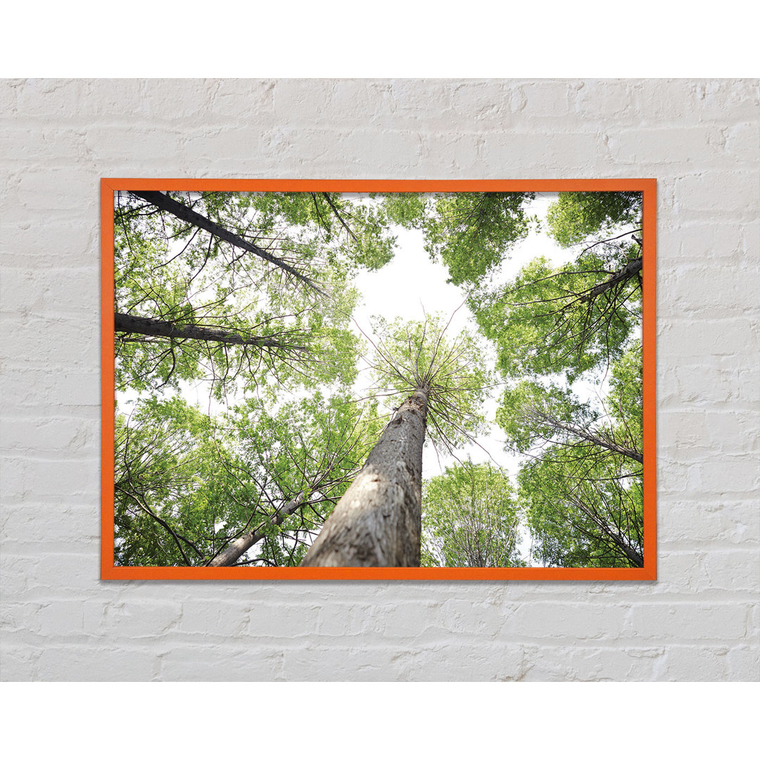 Den Baum hinauf in den Himmel Gerahmter Druck