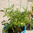 Bowermaster Metal Weather Resistant Plant Support-27157354-27157352