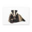 «Laying Down Badger Print», art mural-1655338408