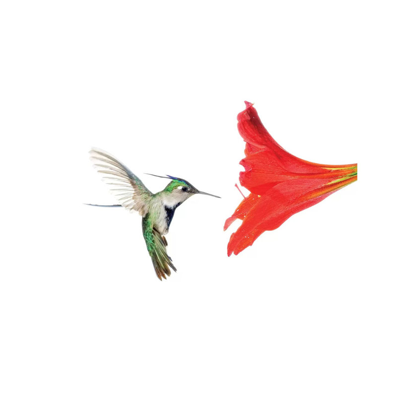 Plovercrest Hummingbird Feeding On Flower Nectar, Argentina by Agustin Esmoris - Wrapped Canvas Painting