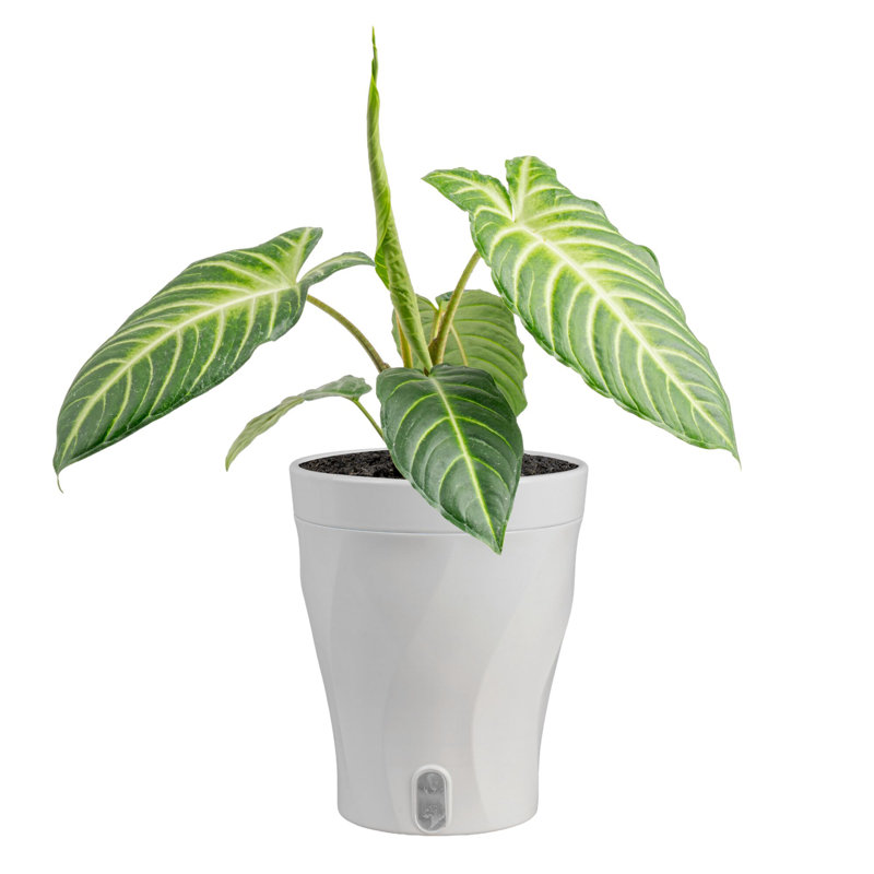 Xanthosoma in Ceramic Planter