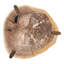 Sampson Coffee Table Light Natural-1449526698