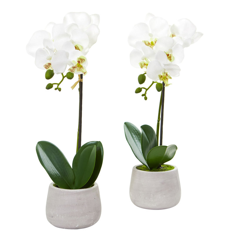 Arrangement floral orchidée en pot