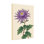 Plantes et fleurs - Chrysanthème mauve avec feuilles vertes