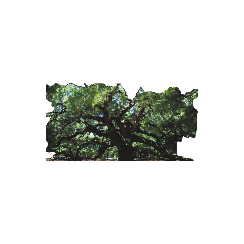 SP13160 Angel Oak Southern Live