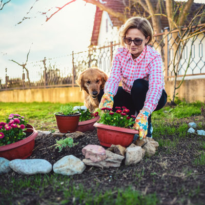 Woman Planting Flowers With Dog by Bluecinema - No Frame Print on Canvas