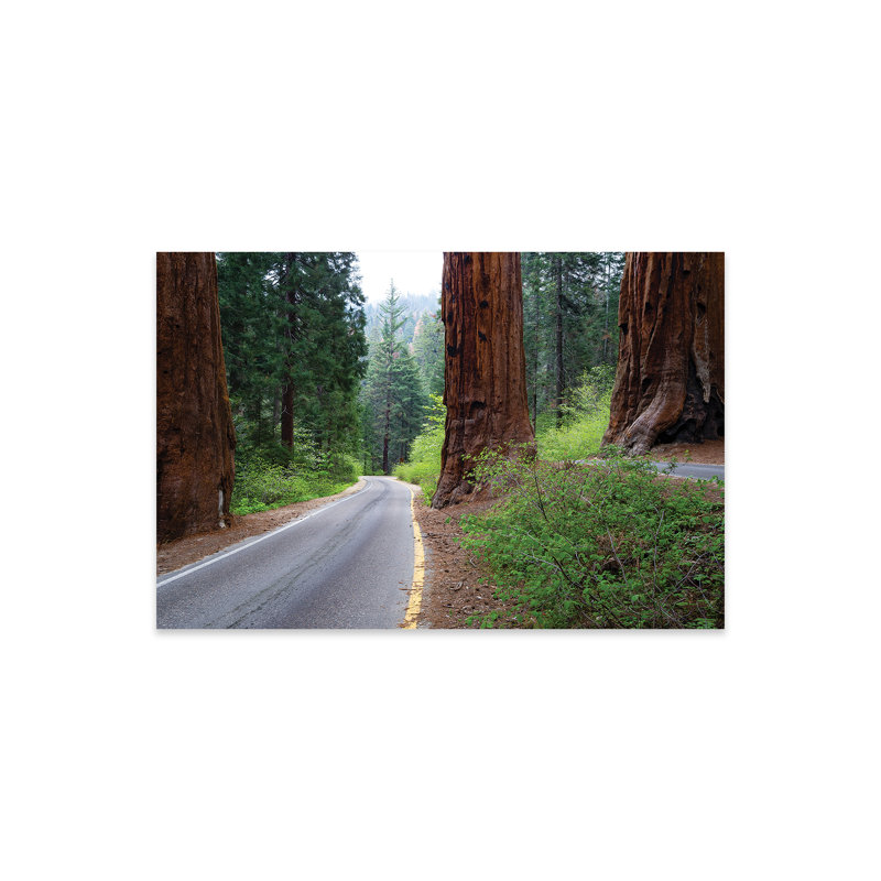 Route traversant une forêt, parc national de Sequoia, Californie, États-Unis par Panoramic Images