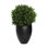 Seville Faux Boxwood Topiary in Fiberstone Planter