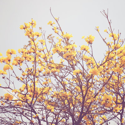 " Yellow Flower On The Top Of Tree With Retro Effect "