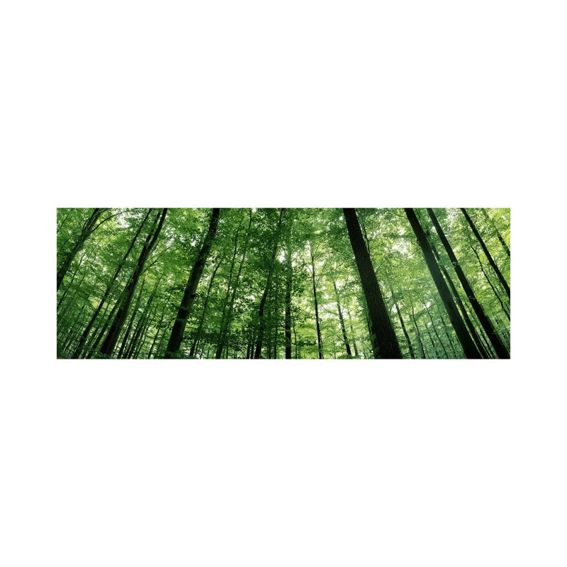 Low Angle View Of Beech Trees, Baden-Wurttemberg, Germany #3 - Wrapped Canvas Panoramic Print