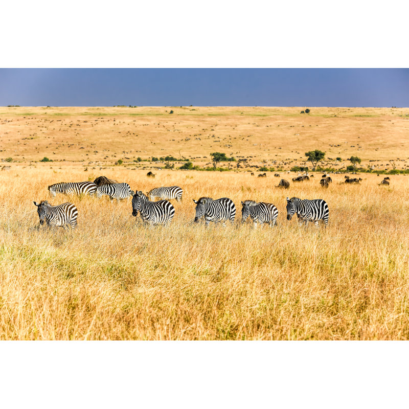 Zebras, 51cm H x 76cm W x 3.8cm D