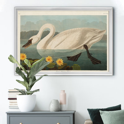 " Common American Swan "