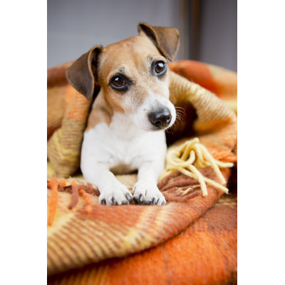 Dog Resting Under A Warm Blanket by Fly_dragonfly - Wrapped Canvas Print
