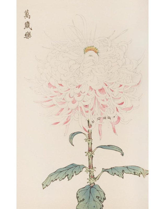 "Keika Hyakugiku, Pl.38" par Keika Hasegawa - Art mural sur toile tendue, H 48 po x l 33 po
