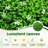 Cryal 19.5'' Faux Flowering Topiary