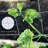 Trellises