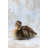 Peanut by Tania Soderman - Wrapped Canvas Print-848743755