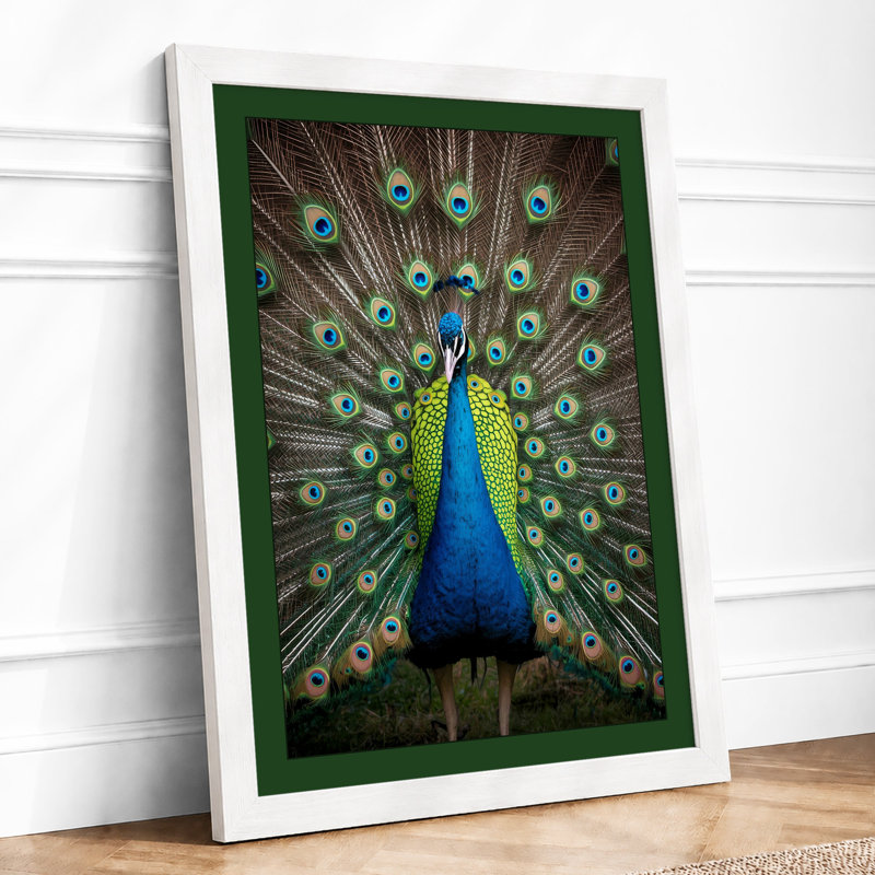 Peacock in Display Tropical - Framed Print, A2 - 59.4 x 42.0 cm, White