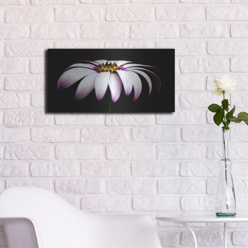 Mercer41 «Pink Osteospurmum on Black Panoramic» par Tom Quartermaine, art mural en métal, H 12 po x l 24 po