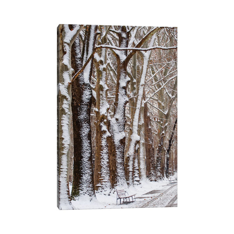 Nature Snow by Goran Anastasovski - Wrapped Canvas Print, 20.32 cm H x 30.48 cm W