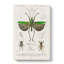 Grasshopper Illustration by Charles D' Orbigny - Wrapped Canvas Painting-55365918