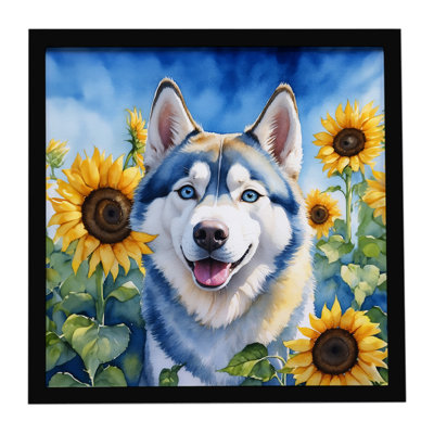 Siberian Husky in Sunflowers Framed Metal Print