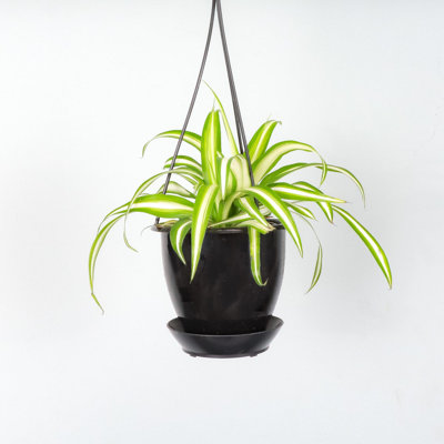 Live Spider Plant in Hanging Pot
