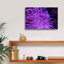 «Striped Long Tentacle Anemone» par Epic Portfolio, art mural sur toile-1287144973