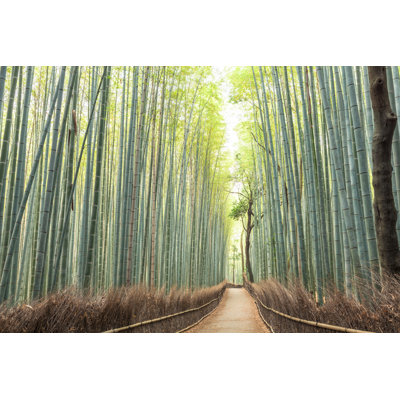 Bamboo Forest Path par Tommasso Tagliaferri