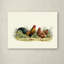 «Cockerel and Hen Reproduction» par Armand, reproduction sur toile-21649255