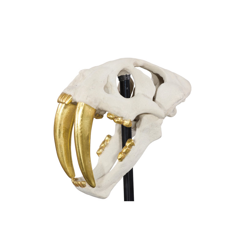 Tooth Tiger Skull, Beige