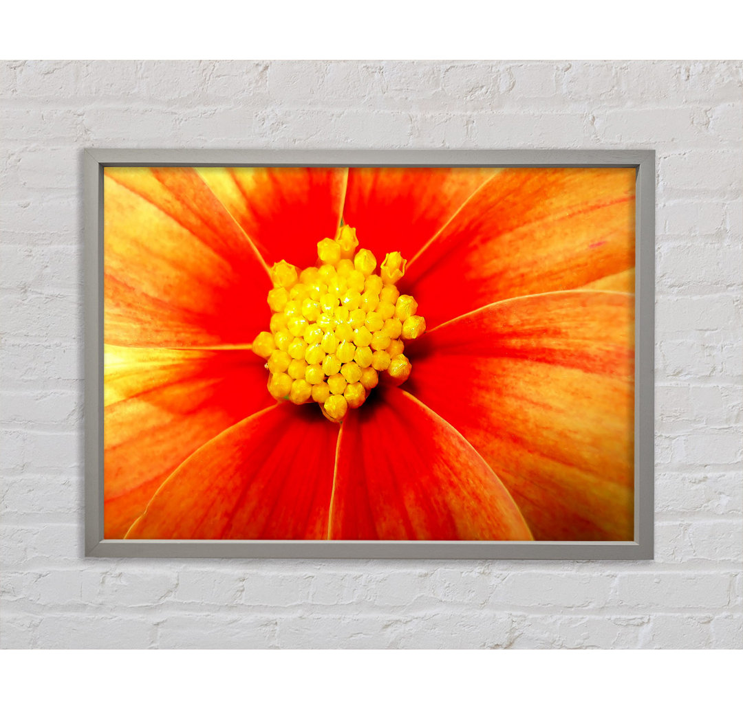 Orange Petal Delight - Einzelner Bilderrahmen Kunstdrucke auf Leinwand