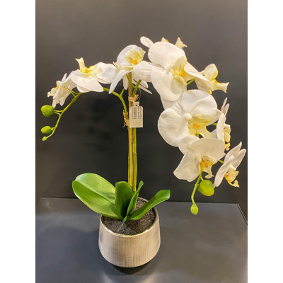 Orchidée 19,5 po dans un pot en céramique argentée
