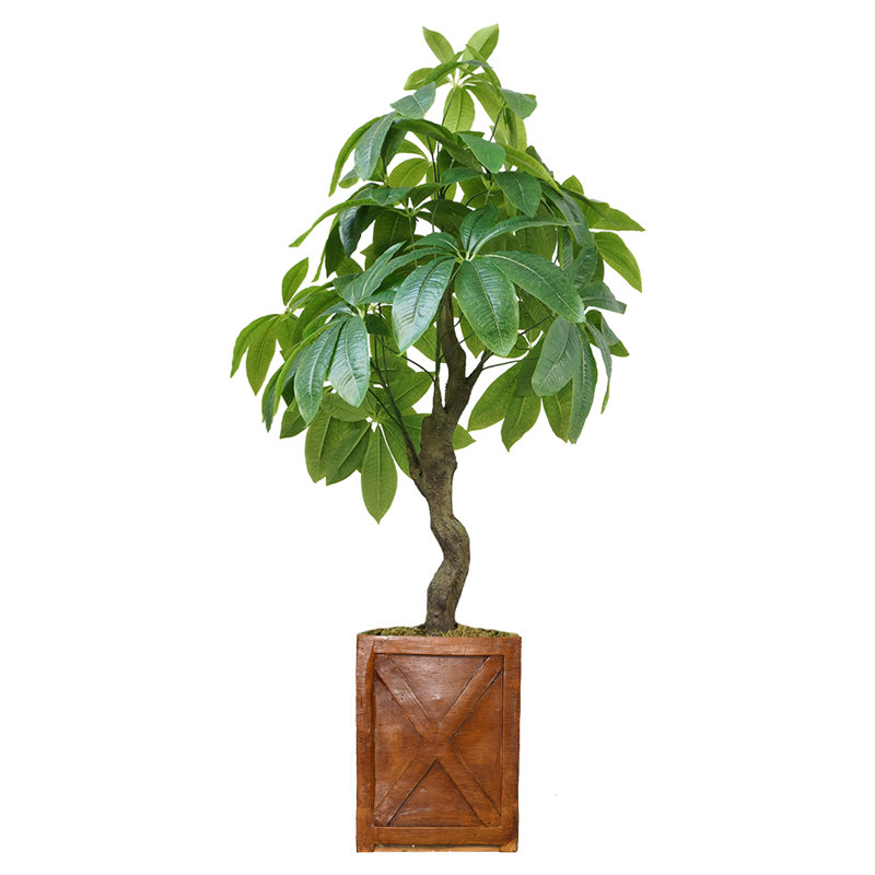 Pachira Aquat Panama 37 po en pot