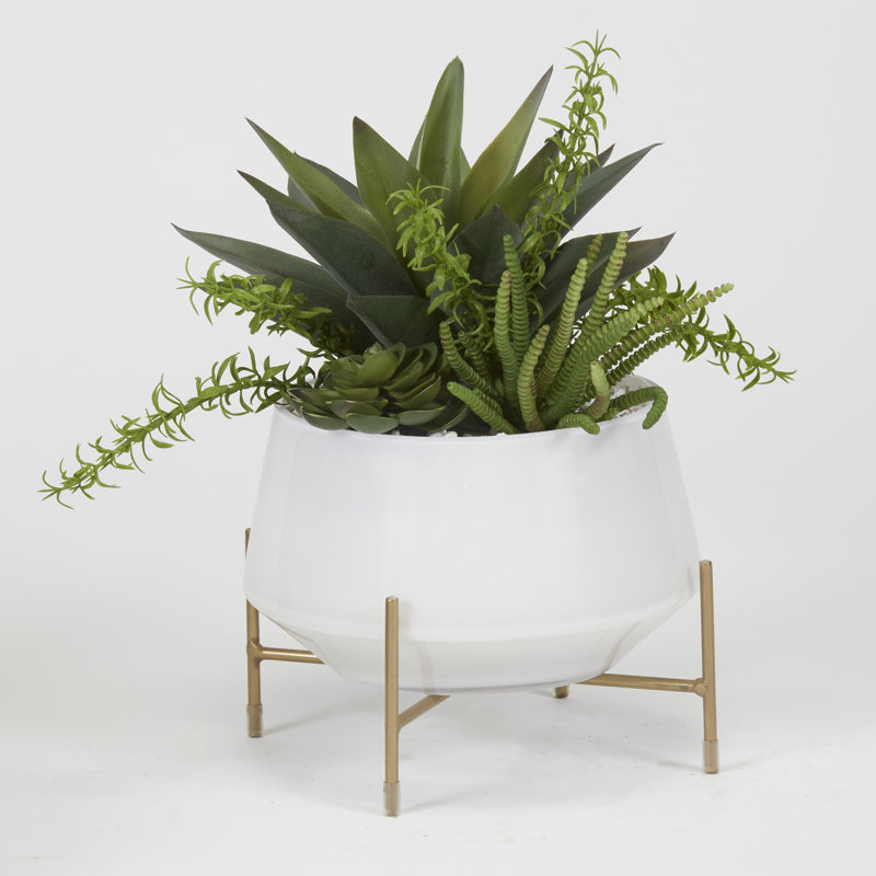Aloès et plantes grasses dans un bol en verre avec support