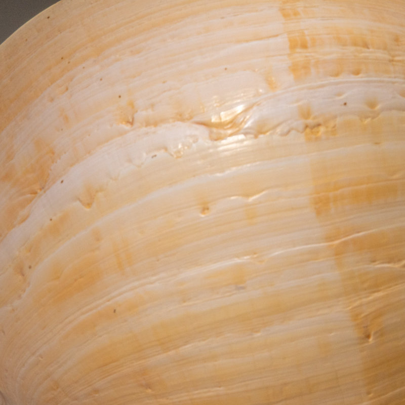 Genuine Large Volute Shell (2.3 Lbs)