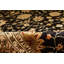 Dharma Oriental Area Rug