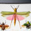 6 Genuine Insects In Display Frame