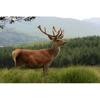 Red Deer Stag In The Highlands by Gwengoat - No Frame Print on Canvas