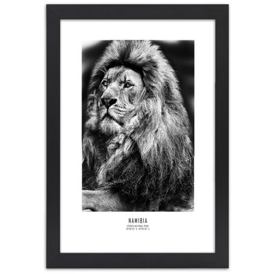 African Lions, Animals - Single Picture Frame Print