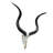 Real Kudu Skull, Medium Size