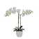 Bayou Breeze Orchid Arrangement in Pot & Reviews | Wayfair