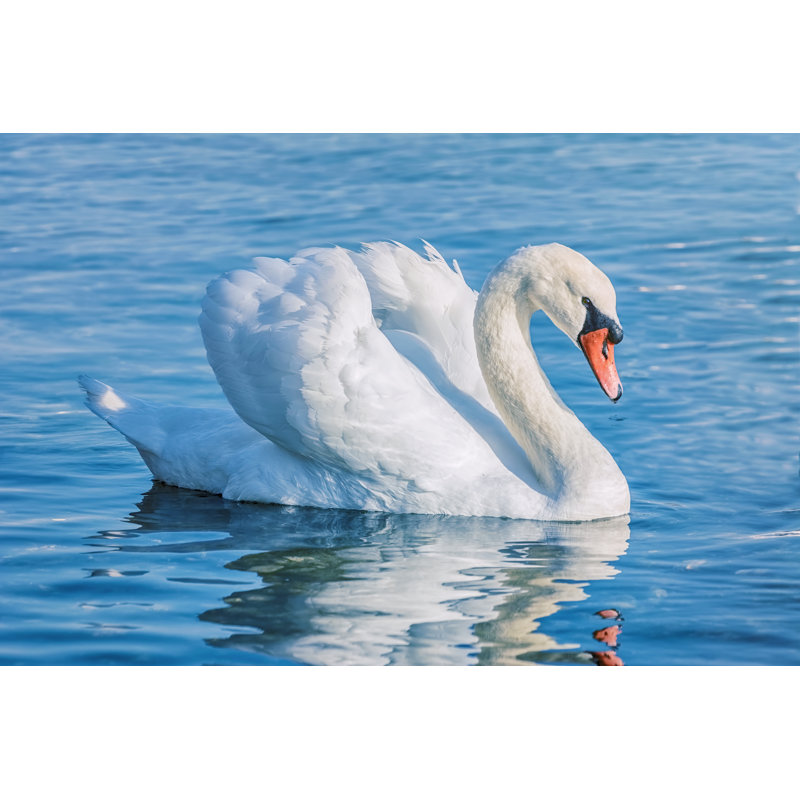 Swan On The Lake - Wrapped Canvas Print, 30cm H x 46cm W x 3.8cm D
